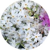 �󔒃s�[�X���ăN�C�Y����